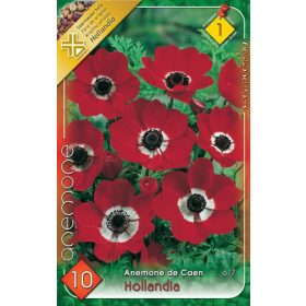 Virághagyma Anemone de Caen Hollandia 10db
