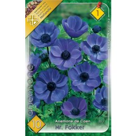 Virághagyma Anemone de Caen Mr. Fokker 10db