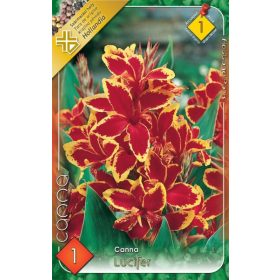 Virághagyma Canna Lucifer  1db