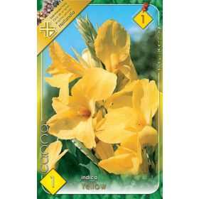Virághagyma Canna Indica Yellow 1db