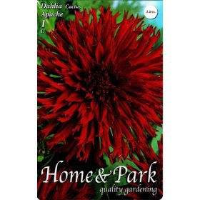 Virághagyma Dahlia Cactus Apache 1db