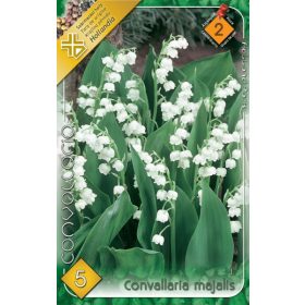 Virághagyma Convallaria majalis  5db