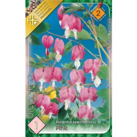 Virághagyma Dicentra spectabilis Pink 1db