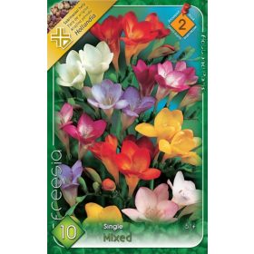 Virághagyma Freesia Single mixed 10db