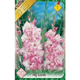 Virághagyma Gladiolus My Love 10db