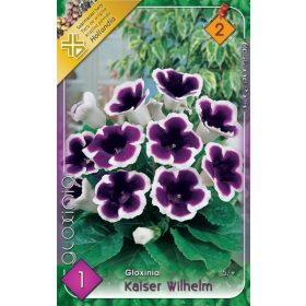 Virághagyma Gloxinia Kaiser Wilhelm  1db