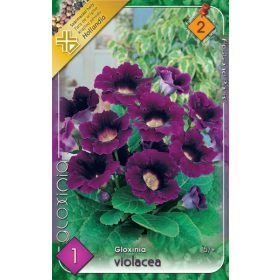 Virághagyma Gloxinia Violacea  1db