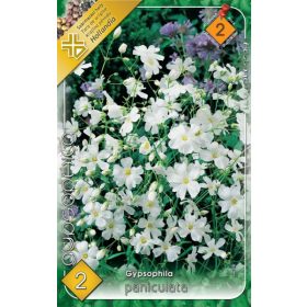 Virághagyma Gypsophila Paniculata  2db