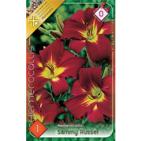 Virághagyma Hemerocallis Sammy Russel  1db