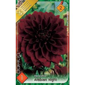 Virághagyma Dahlia Decorative Arabian Night 1db