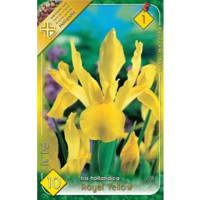 Virághagyma Iris Hollandica Royal Yellow 10db
