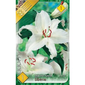 Virághagyma Lilium Oriental Hybrid Siberia 1db