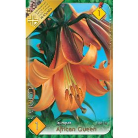 Virághagyma Lilium Trumpet African Queen 1db