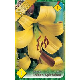 Virághagyma Lilium Trumpet Golden Splendour 1db