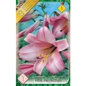 Virághagyma Lilium Trumpet Pink Perferction 1db
