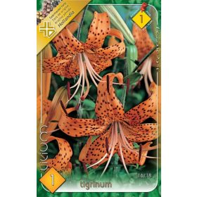 Virághagyma Lilium Tigrinum  1db