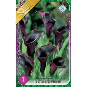 Virághagyma Zantedeschia Schwarzwalder  1db