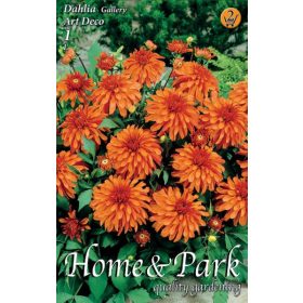 Virághagyma Dahlia Gallery Art Deco 1db