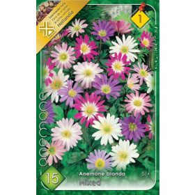 Virághagyma Anemone Blanda mixed 15db