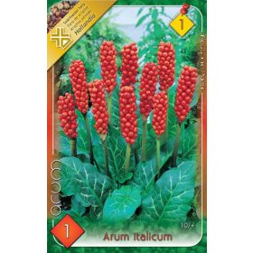 Virághagyma Arum Italicum  1db