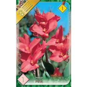 Virághagyma Canna Indica Pink 1db