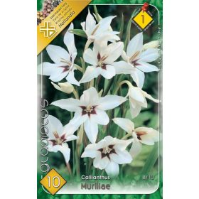 Virághagyma Gladiolus Callianthus Muriliae 10db