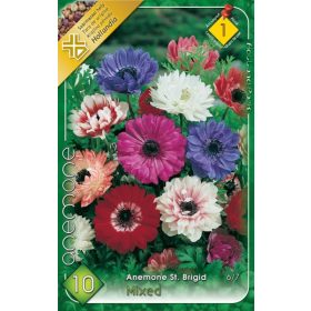 Virághagyma Anemone St. Brigid mixed 10db