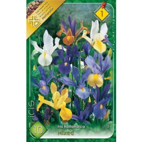 Virághagyma Iris Hollandica mixed 10db