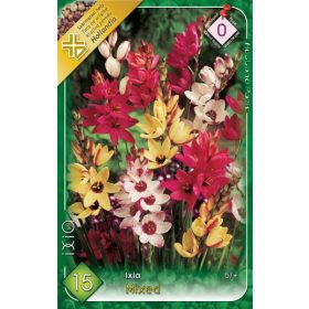 Virághagyma Ixia mixed  15db
