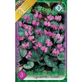 Virághagyma Cyclamen Coum 3db