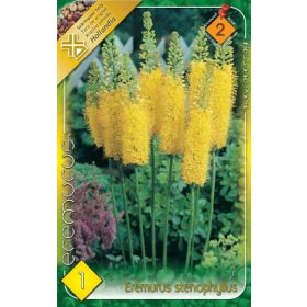 Virághagyma Eremurus Stenophyllus  1db