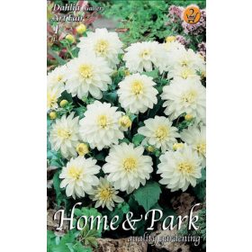 Virághagyma Dahlia Gallery Art Fair 1db