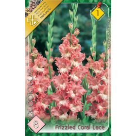 Virághagyma Gladiolus Frizzled Coral Lace  8db