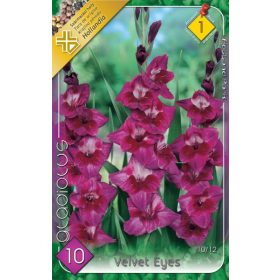 Virághagyma Gladiolus Velvet Eyes  10db