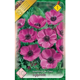 Virághagyma Anemone de Caen Sylphide 10db