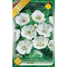 Virághagyma Anemone de Caen Bride 10db
