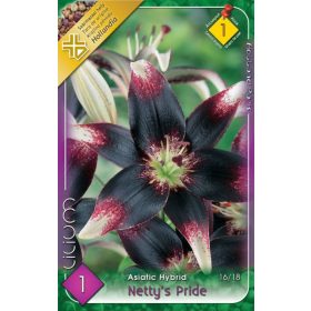 Virághagyma Lilium Asiatic Hybrid Netty's Pride 1db