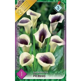 Virághagyma Zantedeschia Picasso  1db