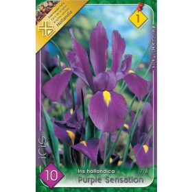 Virághagyma Iris Hollandica Purple Sensation 10db