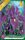 Virághagyma Iris Hollandica Purple Sensation 10db