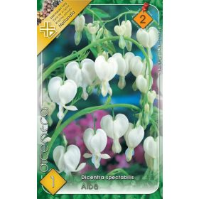 Virághagyma Dicentra spectabilis Alba 1db
