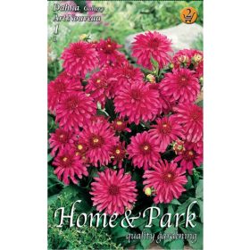 Virághagyma Dahlia Gallery Art Nouveau 1db