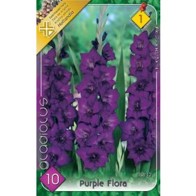 Virághagyma Gladiolus Purple Flora  10db