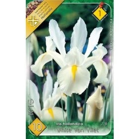 Virághagyma Iris Hollandica White van Vliet 10db