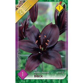 Virághagyma Lilium Asiatic Hybrid Black 1db