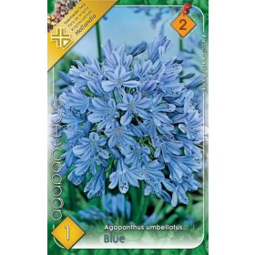 Virághagyma Agapanthus umbellatus Blue 1db