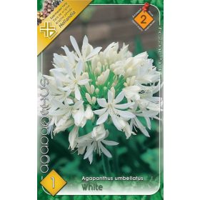 Virághagyma Agapanthus umbellatus White 1db