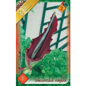 Virághagyma Dranunculus vulgaris  1db