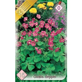 Virághagyma Oxalis deppel  15db