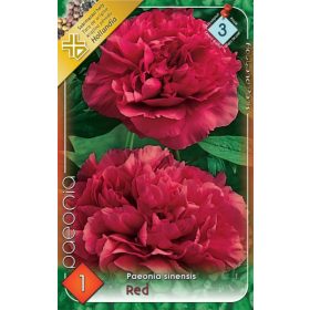 Virághagyma Peonia sinensis Red 1db